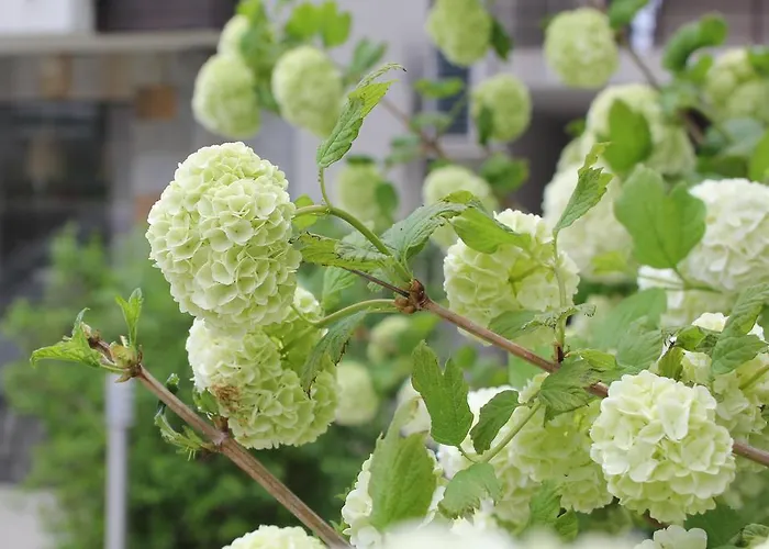 The Chill House In Sunny Apartment *